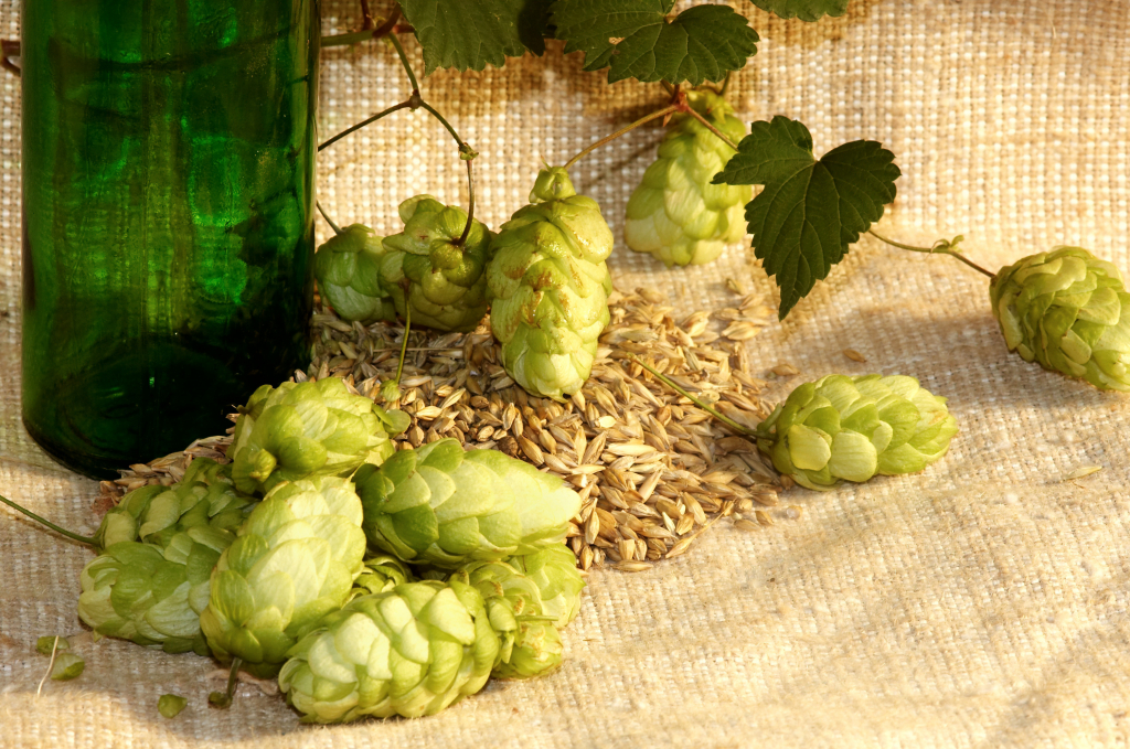 <b>WHAT ARE HOPS FUNCTION IN CRAFT BEER BREWING</b>